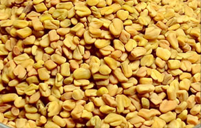 Fenugreek Seed